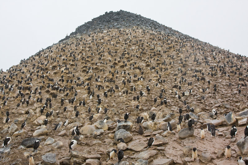 Antarctic Shags Nesting On Volcanic Cone